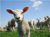 羊肉全产业链食品安全追溯系统方案